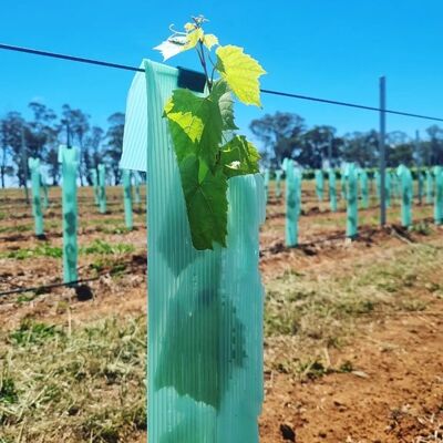 Corflute Tree Guard for Seedling Protection, Eco-Friendly Breathable Plant Protector, Durable Lightweight Weather-Resistant Tree Shelter for Healthy Growth and Pest Protection