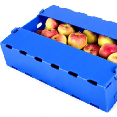 Kotak Kemasan Buah Apel Blue Coroplast Polypropylene Tahan Kelembaban