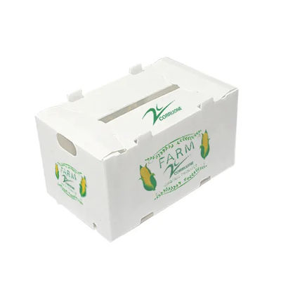 Transportasi Penyimpanan Kemasan Kotak Buah Plastik Bergelombang Polypropylene