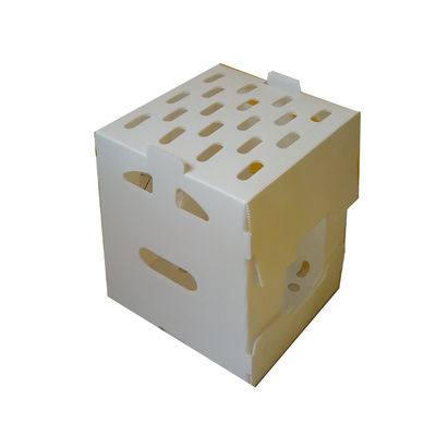PP Corrugated Plastic Box Corflute Fruit Packaging Box Disesuaikan Daur Ulang