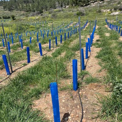 Corflute Tree Guard cocok untuk tukang kebun, tukang taman dan pembibitan pohon yang mencari tabung perlindungan bibit yang tahan lama